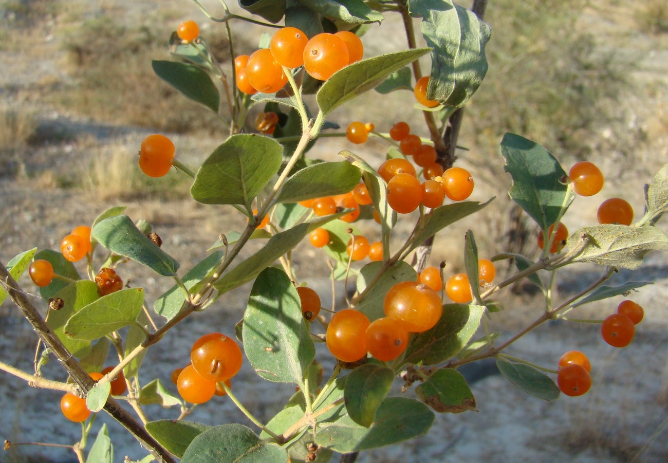 Image of Lonicera korolkowii specimen.