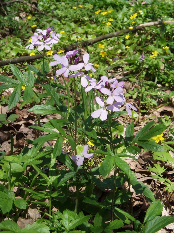 Image of Cardamine quinquefolia specimen.