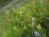 Astragalus frigidus. Верхушки цветущих побегов (соцветия с цветками и бутонами). Магаданская обл., окр. г. Магадан, побережье бухты Гертнера, разнотравный приморский склон сопки. 20.06.2009.