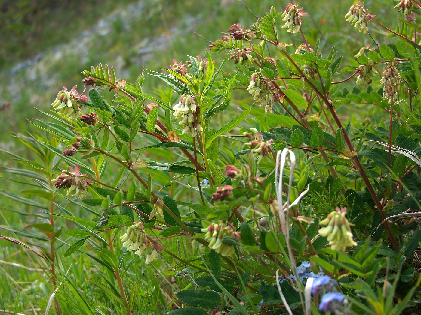 Image of Astragalus frigidus specimen.