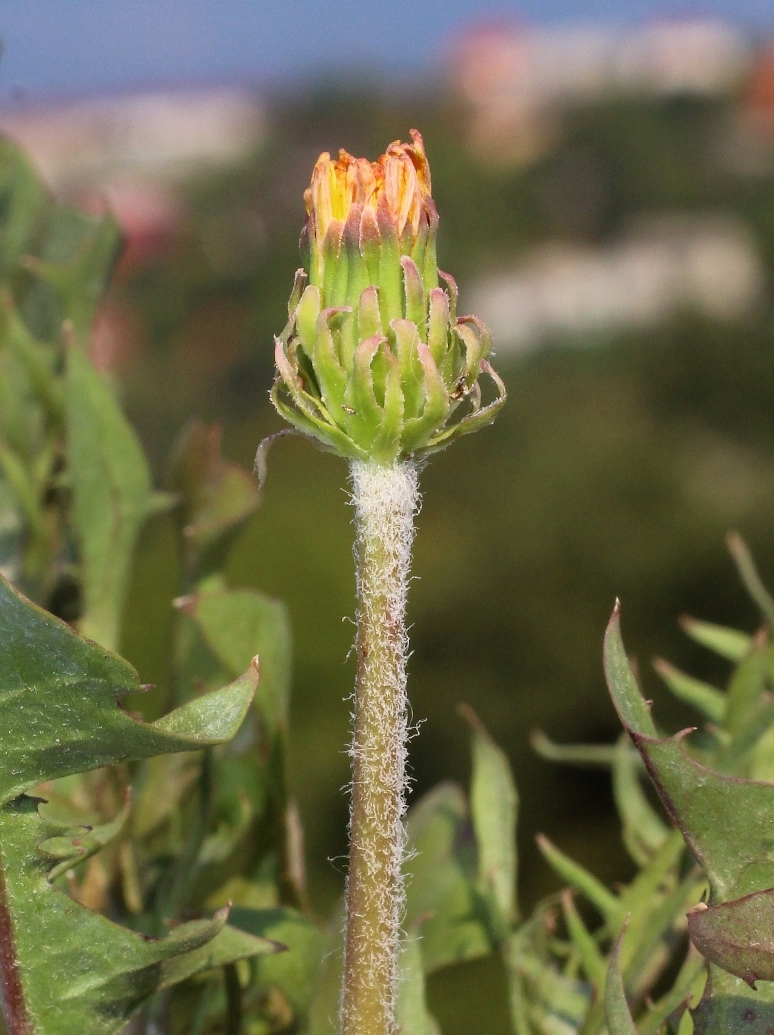 Image of Taraxacum stenocephalum ssp. magnum specimen.