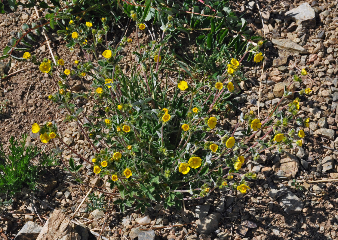 Image of Potentilla evestita specimen.