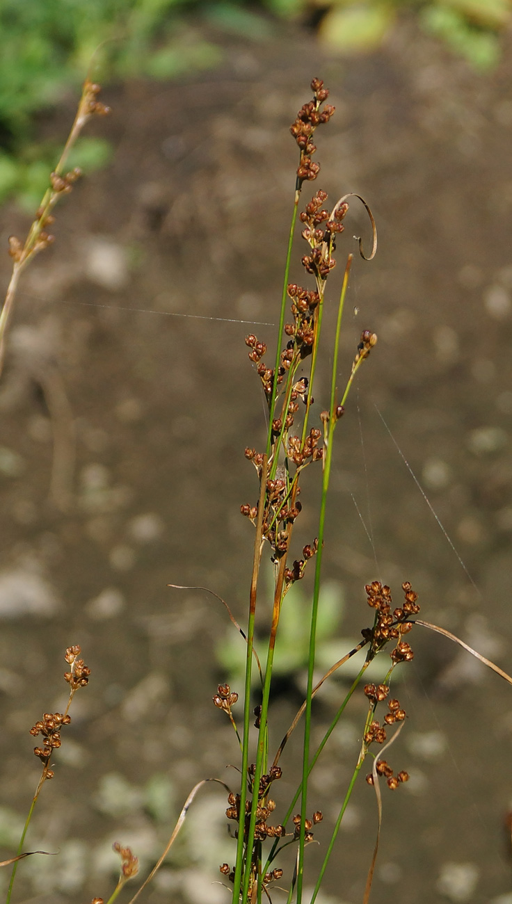 Image of Juncus compressus specimen.