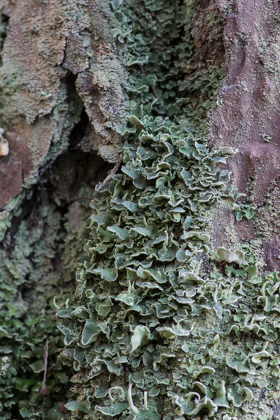 Изображение особи Cladonia digitata.