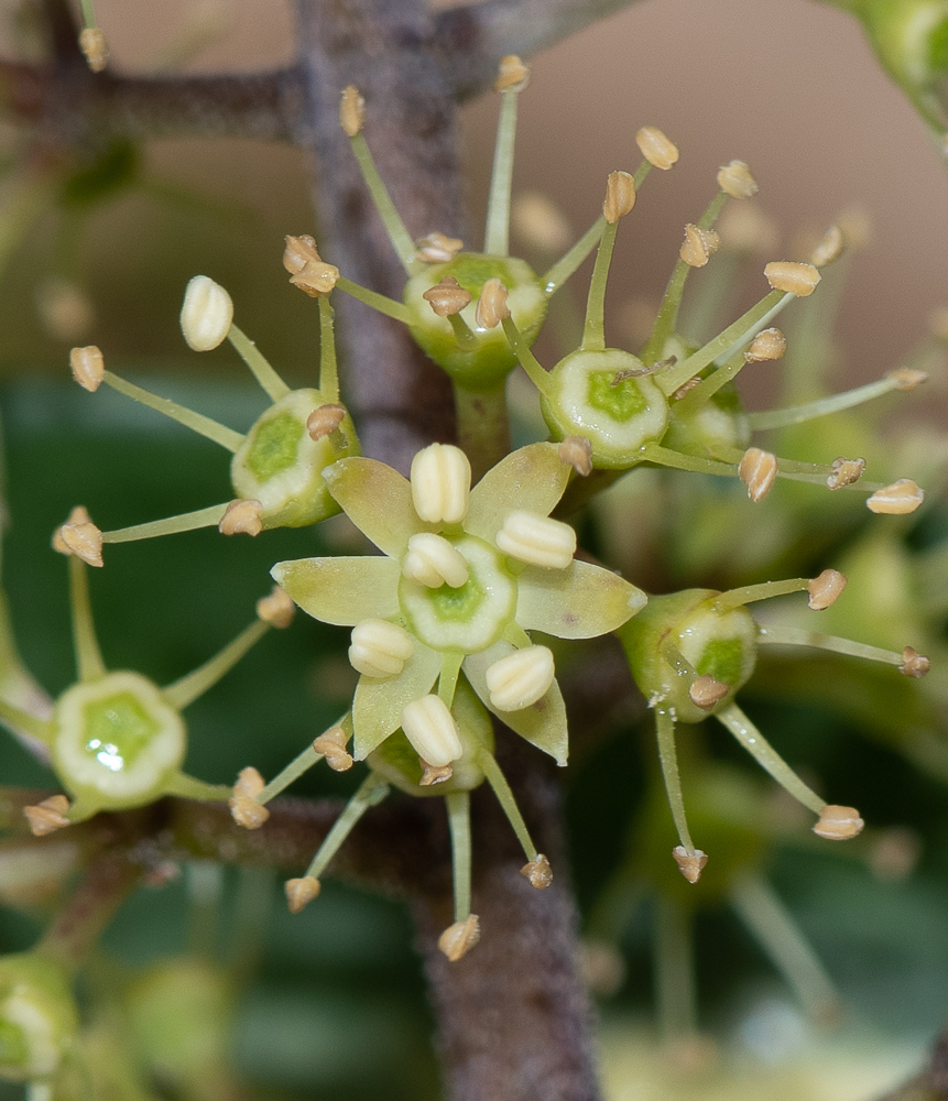 Image of Heptapleurum arboricola specimen.