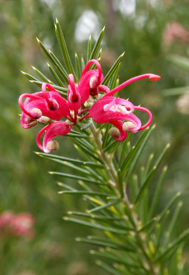 Image of genus Grevillea specimen.