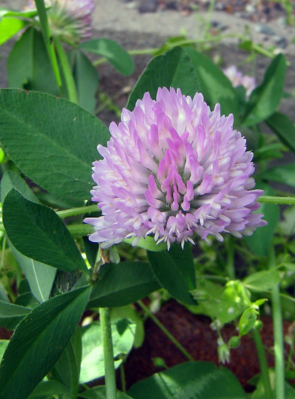 Image of Trifolium pratense specimen.