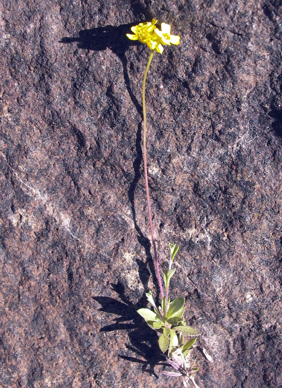Image of Draba sibirica specimen.