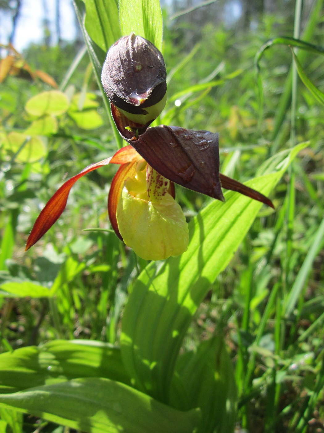 Image of Cypripedium calceolus specimen.