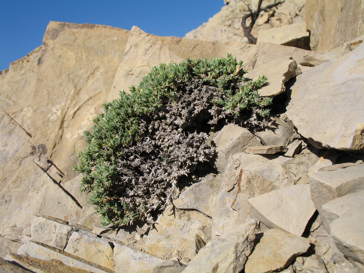 Image of Nanophyton erinaceum ssp. karataviense specimen.