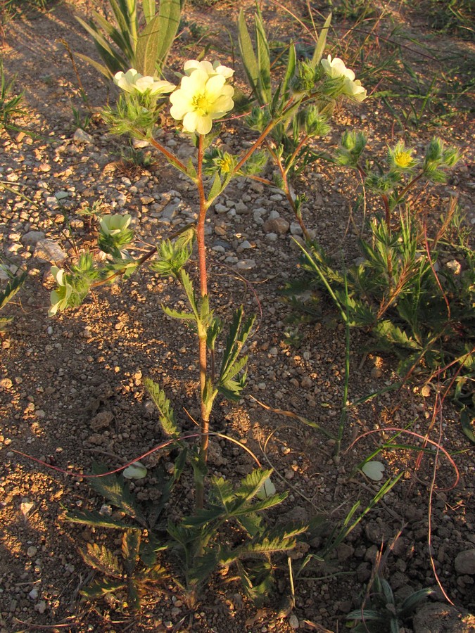 Изображение особи Potentilla recta.