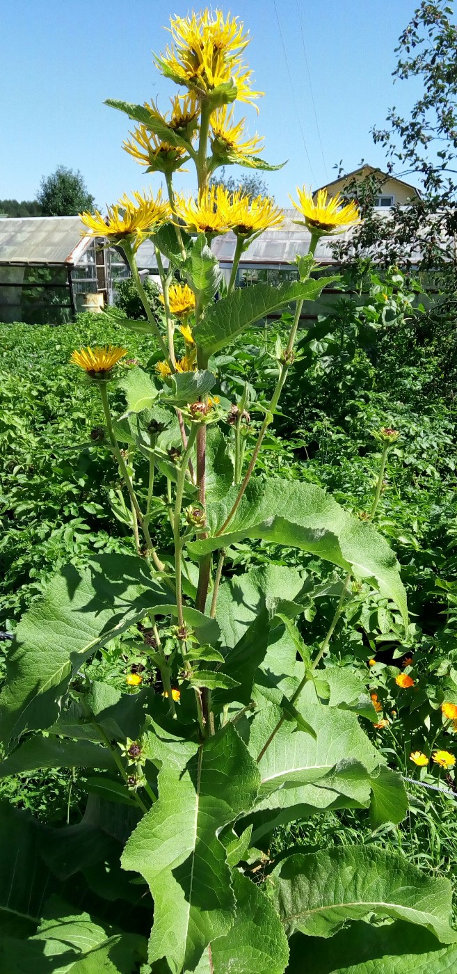 Изображение особи Inula helenium.