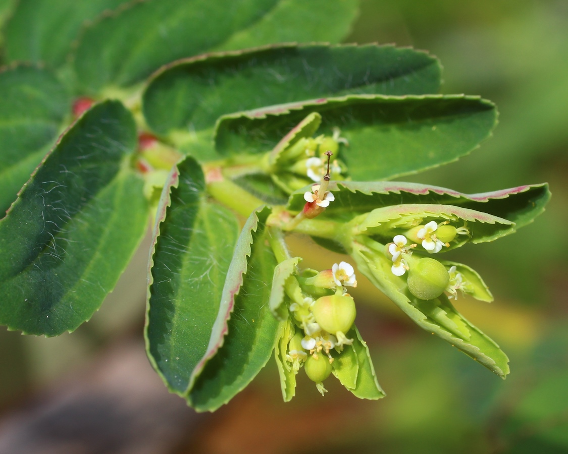 Изображение особи Euphorbia nutans.