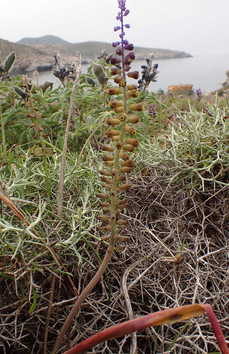 Image of genus Leopoldia specimen.