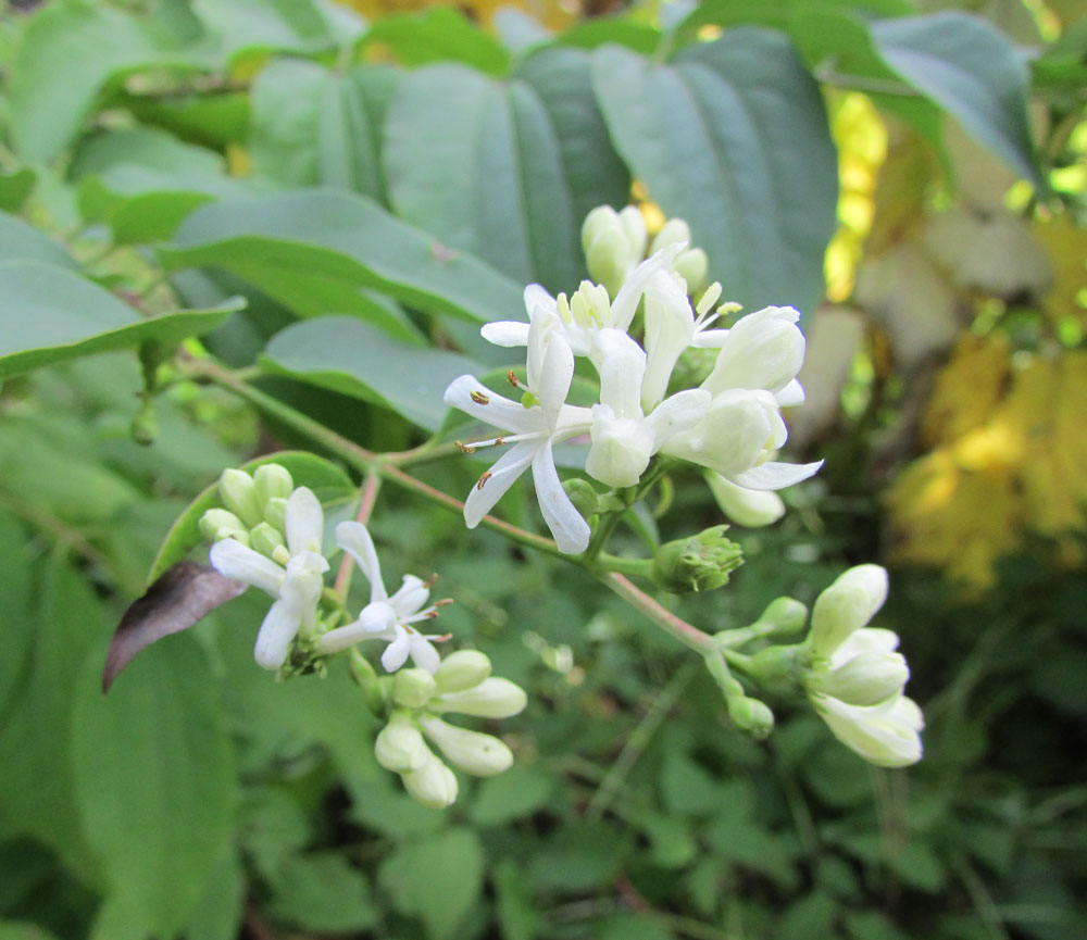 Image of Heptacodium miconioides specimen.