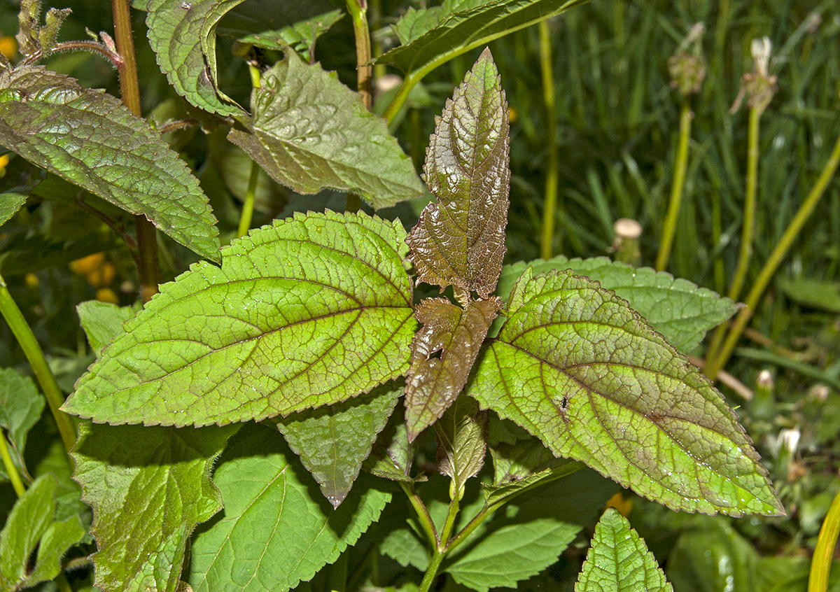 Image of Scrophularia nodosa specimen.