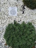 Смотреть изображение Arabis caucasica