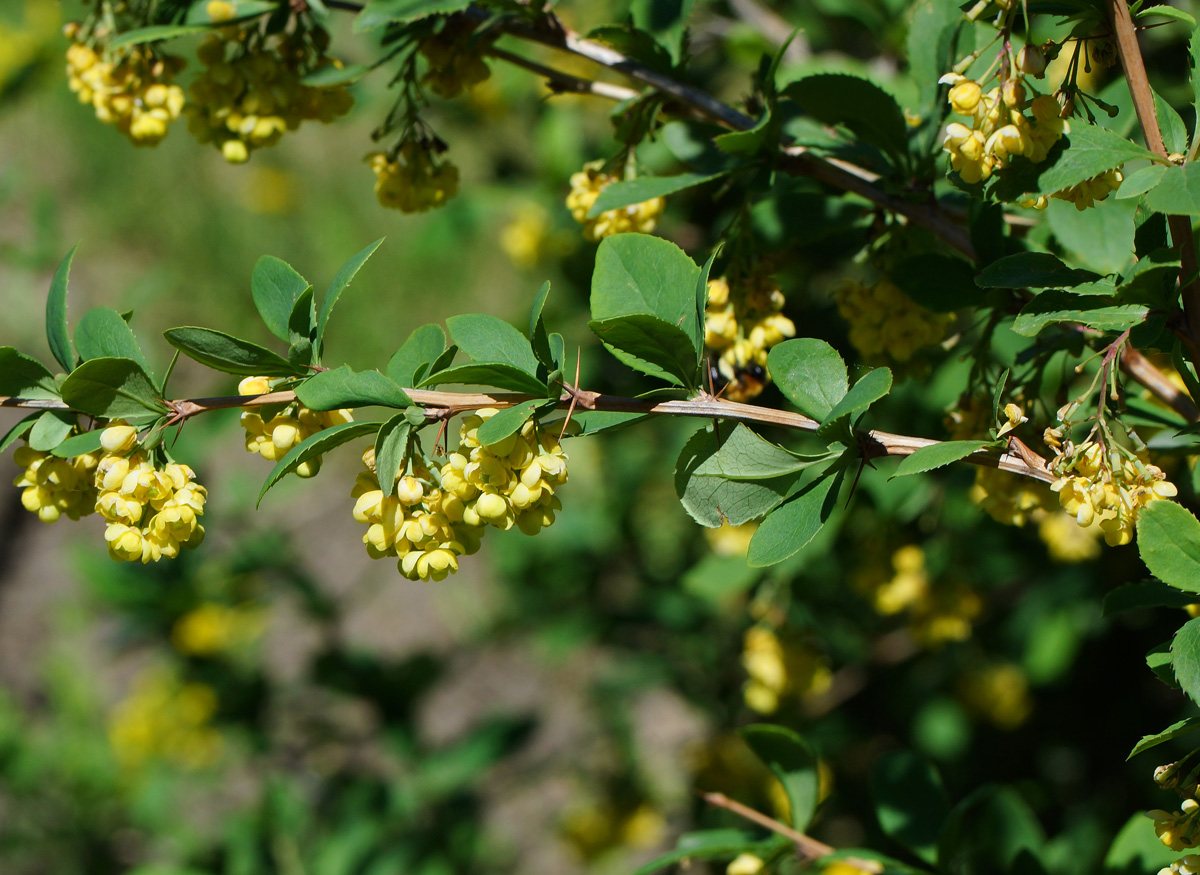 Image of Berberis vulgaris specimen.