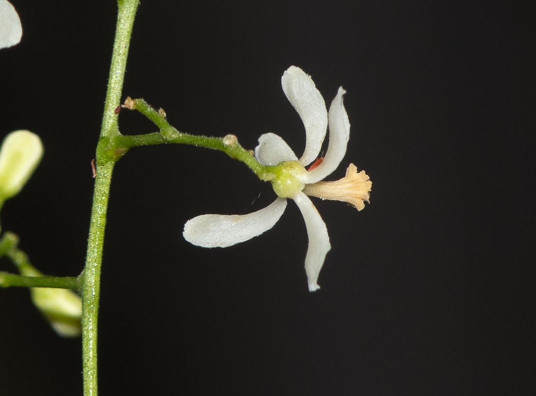 Image of Azadirachta indica specimen.