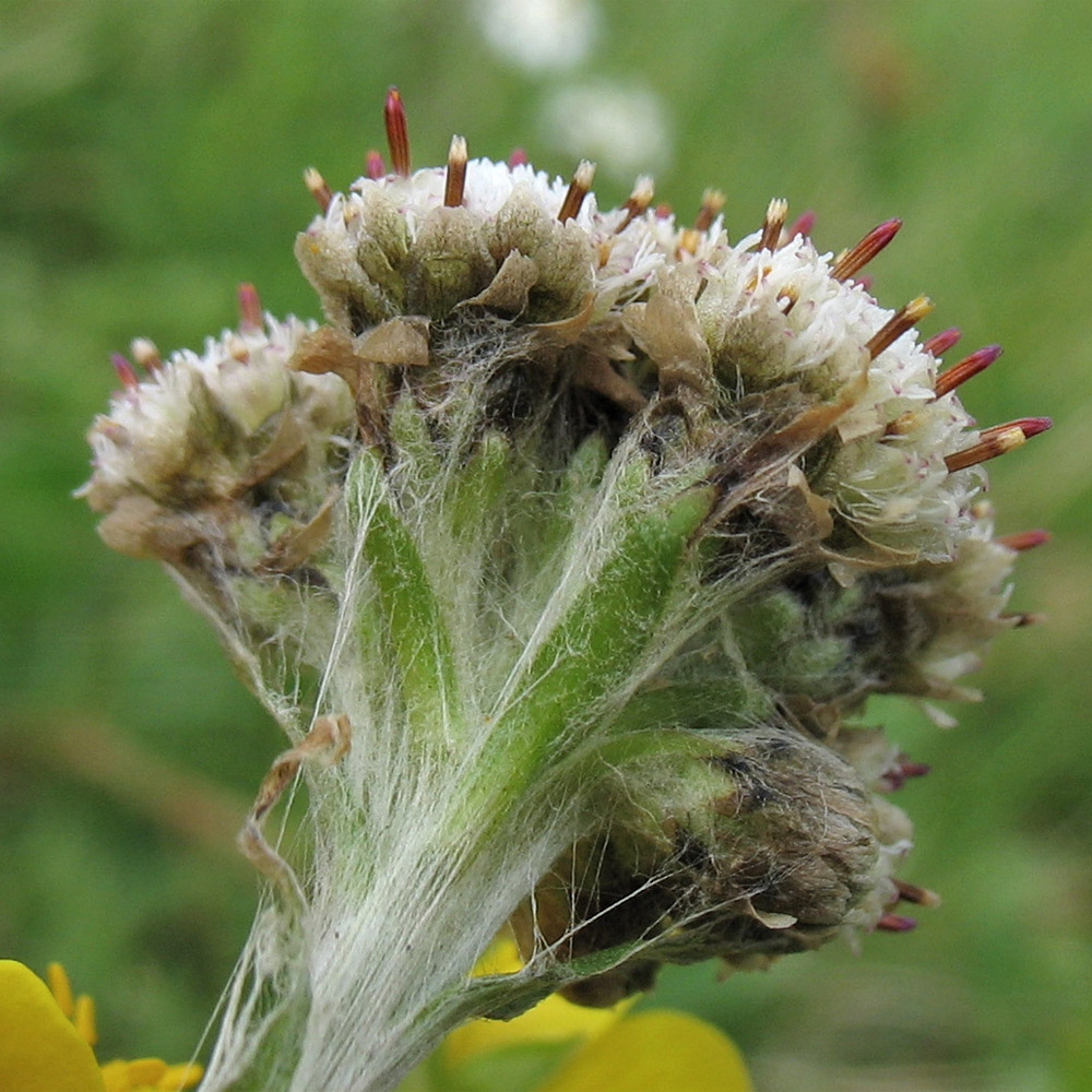 Image of Antennaria carpatica specimen.