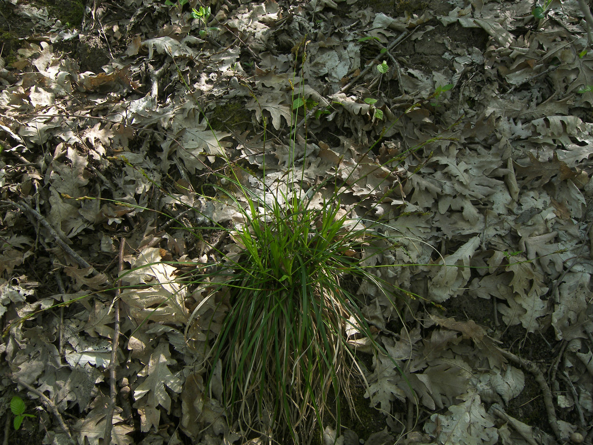 Image of Carex digitata specimen.