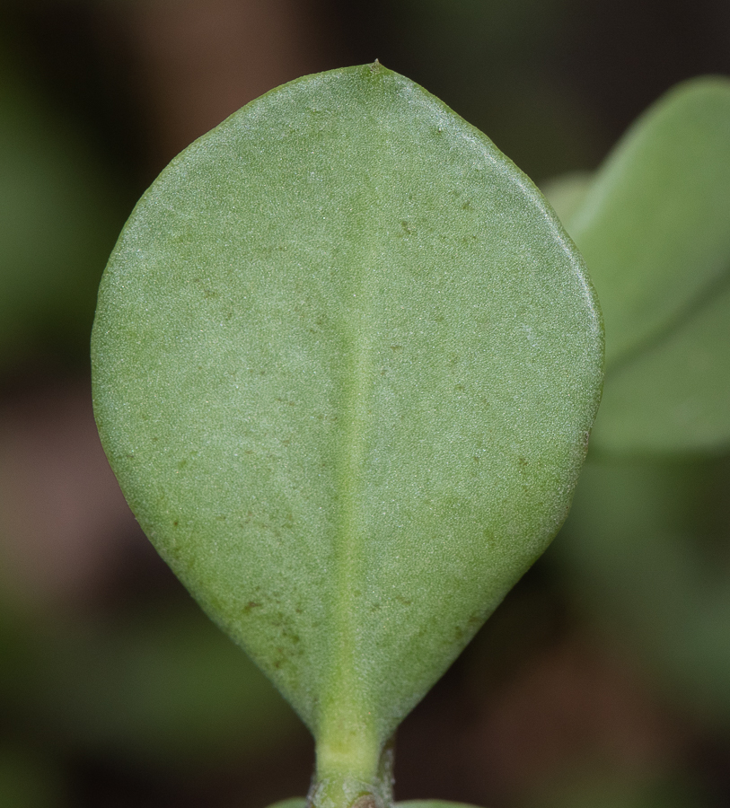 Изображение особи Portulacaria afra.