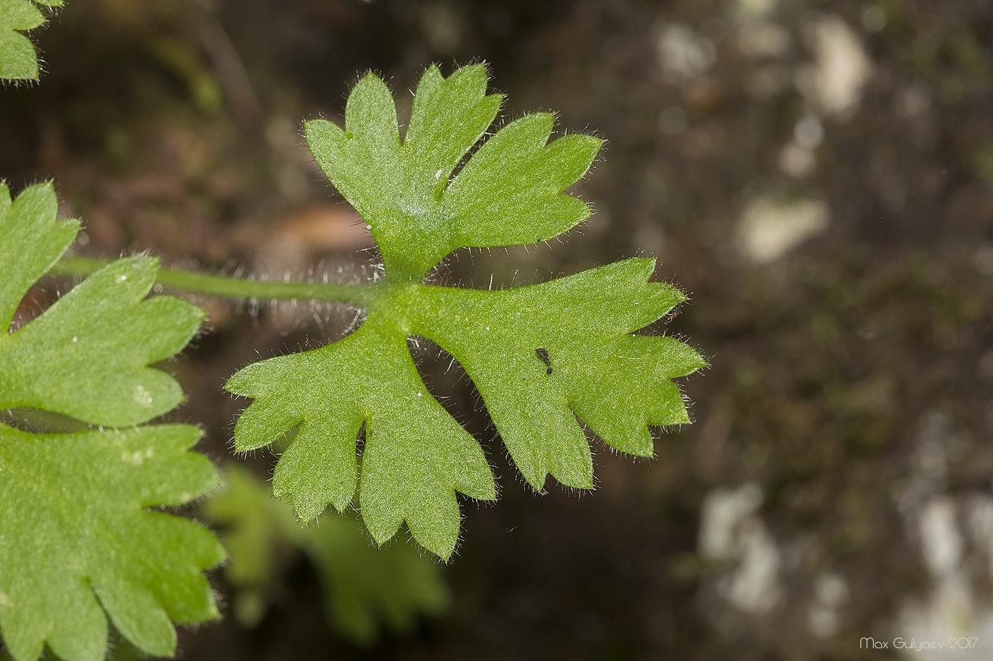 Изображение особи Saxifraga irrigua.