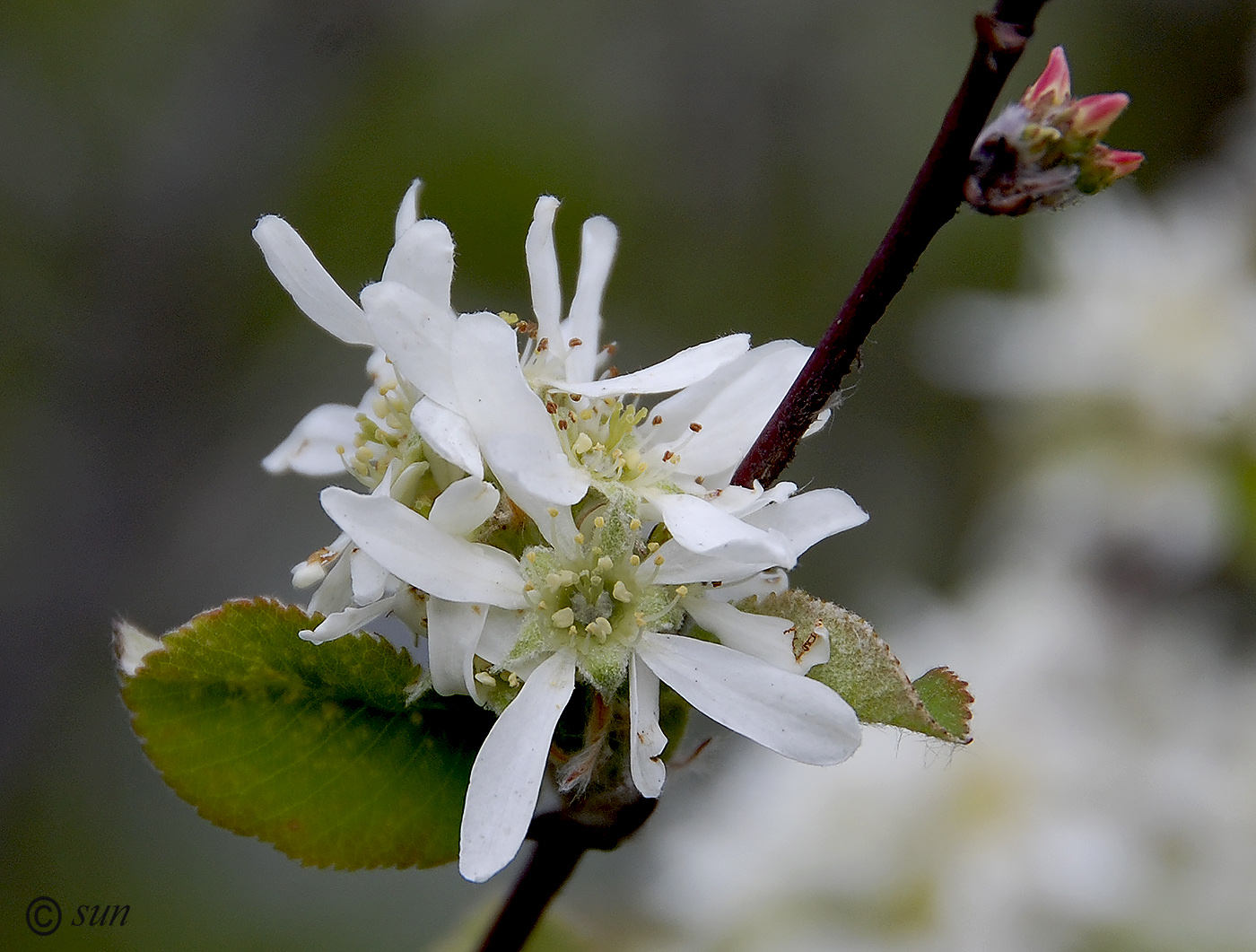 Изображение особи Amelanchier spicata.