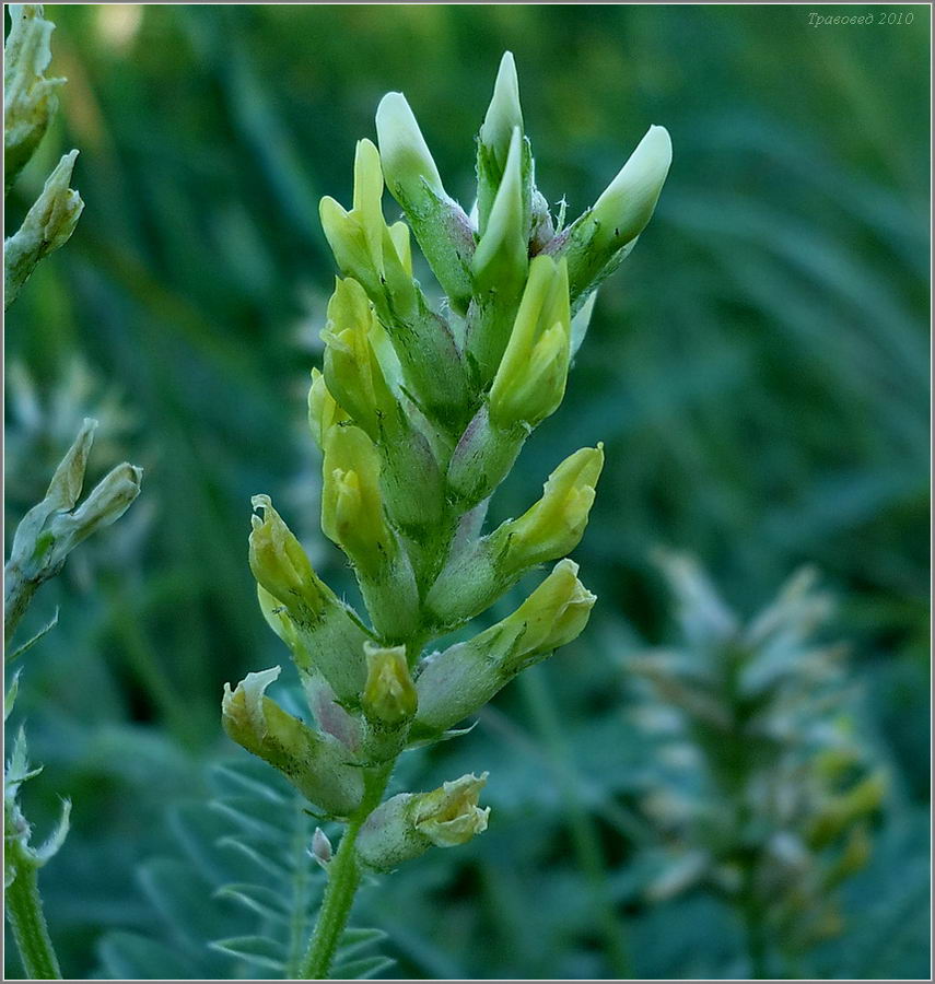 Image of Astragalus cicer specimen.