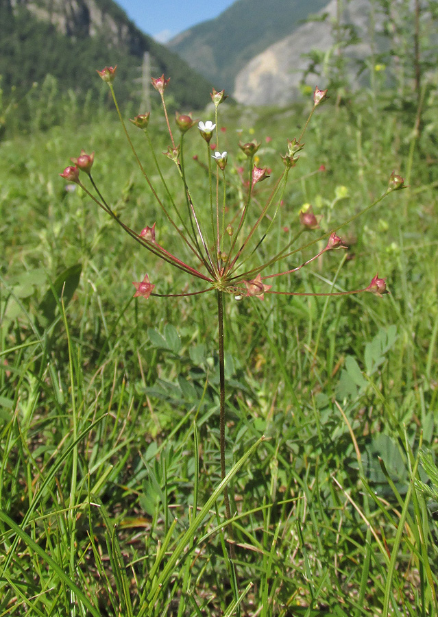 Image of Androsace septentrionalis specimen.