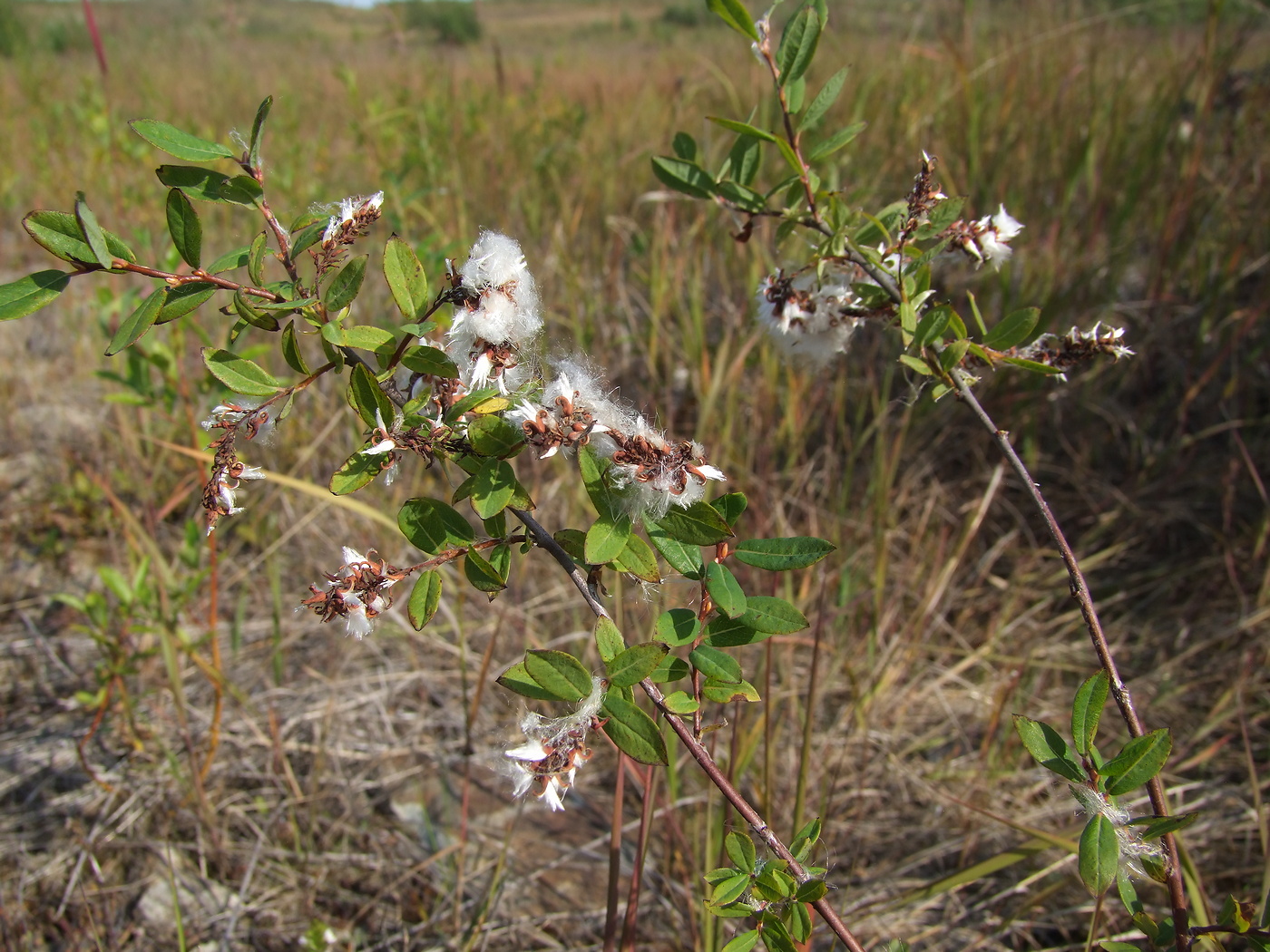 Изображение особи Salix myrtilloides.