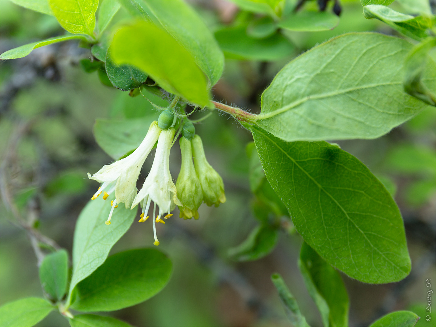 Image of Lonicera pallasii specimen.