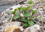 Urtica dioica. Вегетирующее растение. Краснодарский край, м/о г. Новороссийск, ущ. Щель Мардакова, берег безымянной реки, каменистый пляж. 03.04.2016.