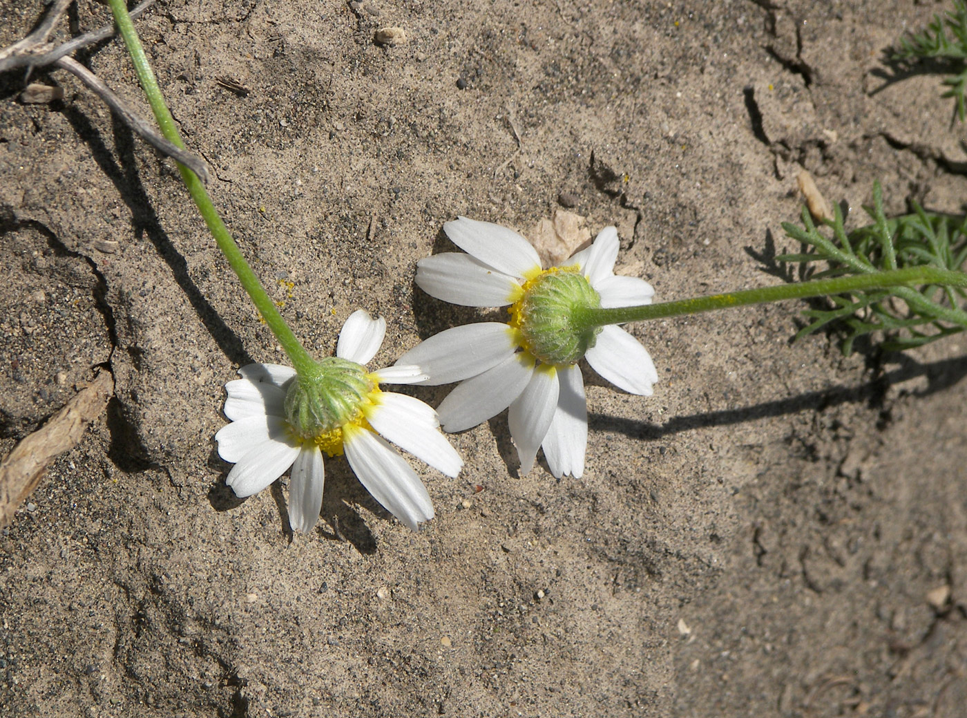 Изображение особи Anthemis haussknechtii.