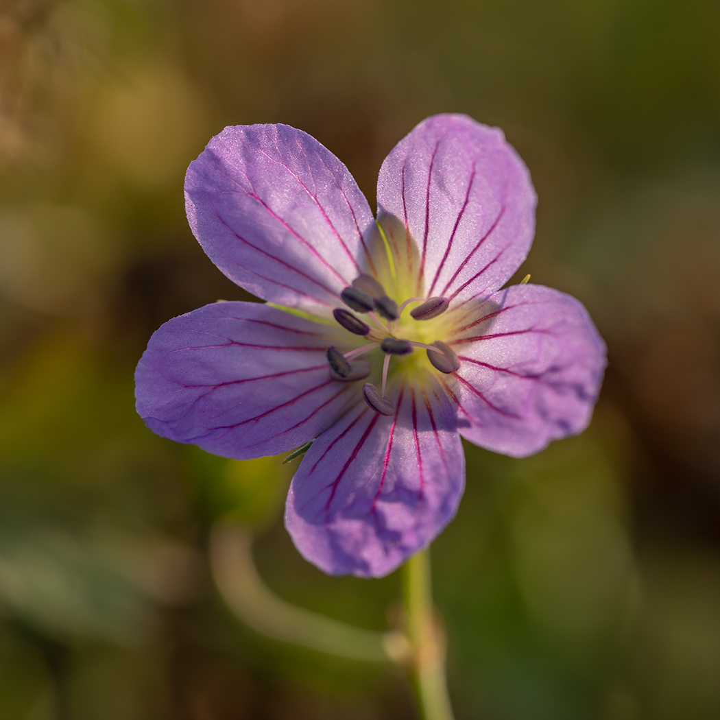 Изображение особи Geranium collinum.