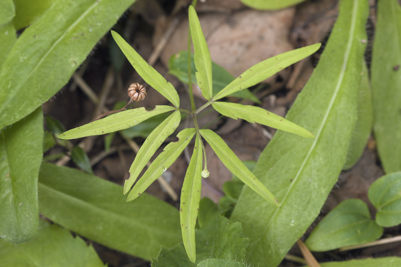 Image of Anemone debilis specimen.