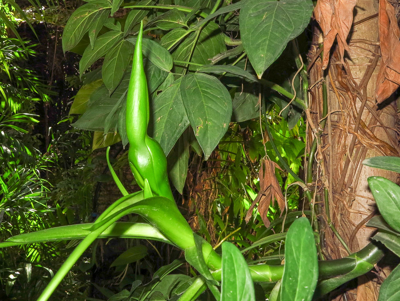 Изображение особи Syngonium podophyllum.