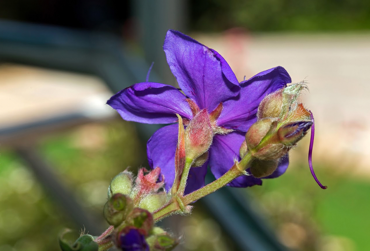 Image of Tibouchina urvilleana specimen.