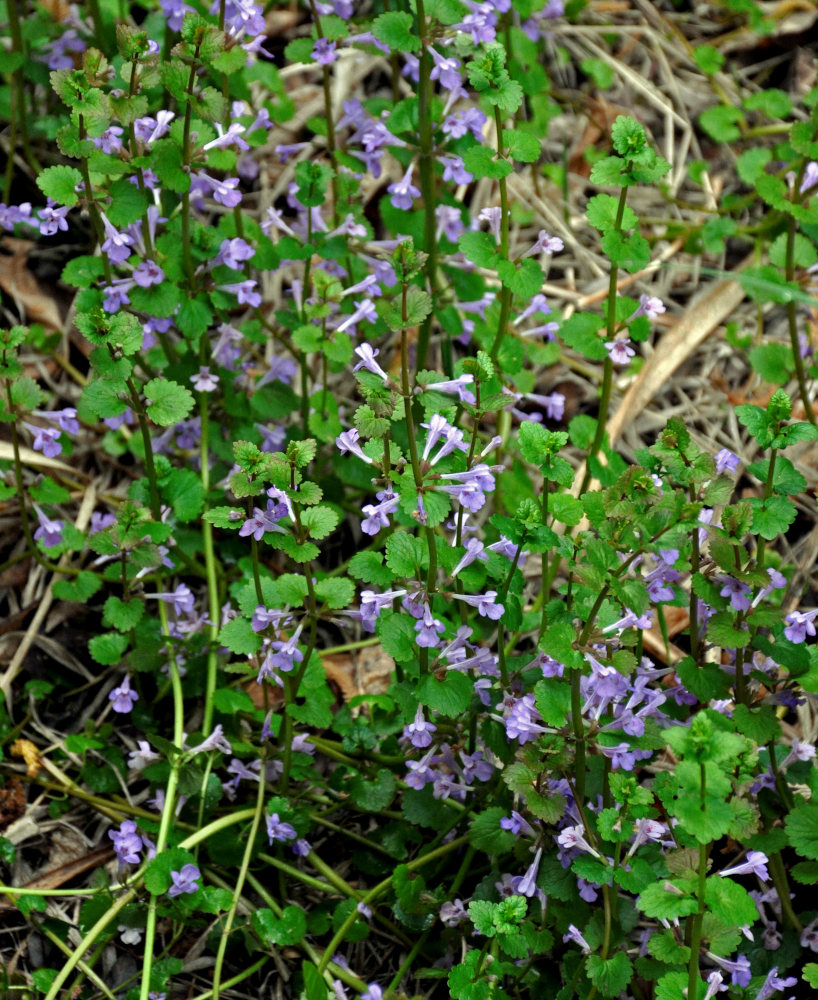 Image of Glechoma hederacea specimen.