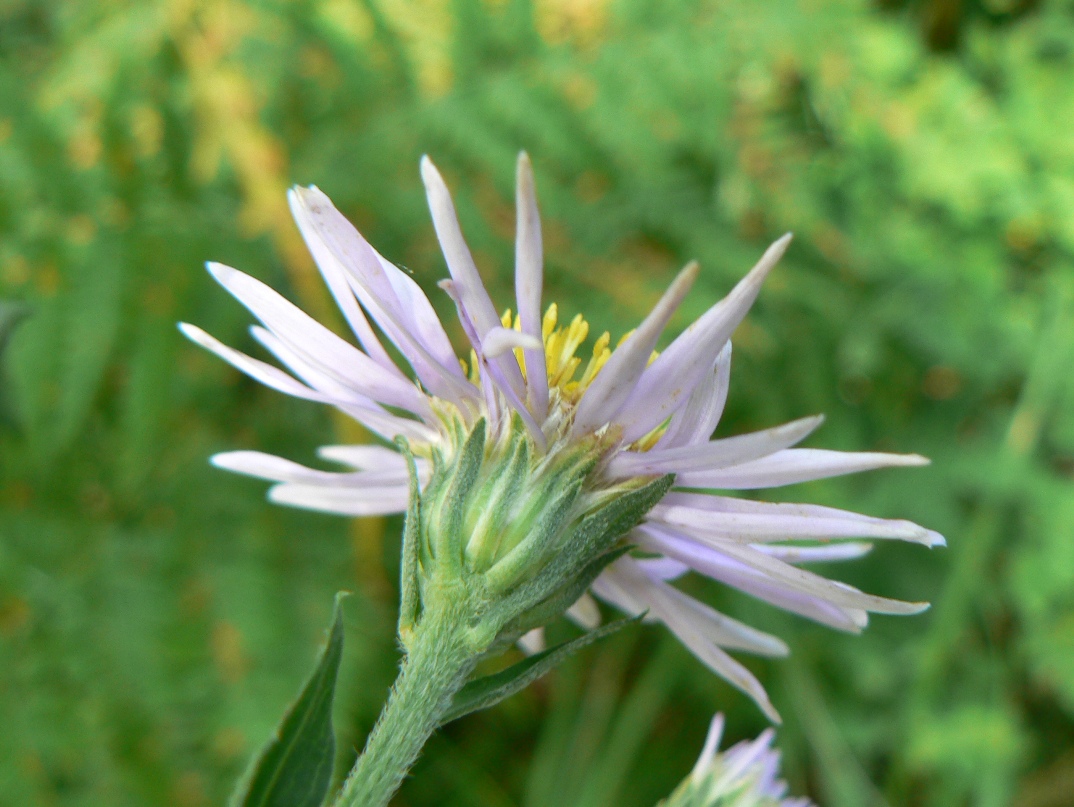 Image of Boltonia lautureana specimen.