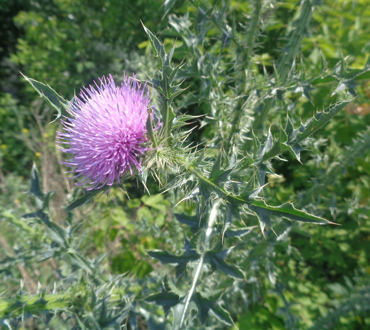 Изображение особи Carduus acanthoides.