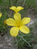 View full-size image Linum ucranicum