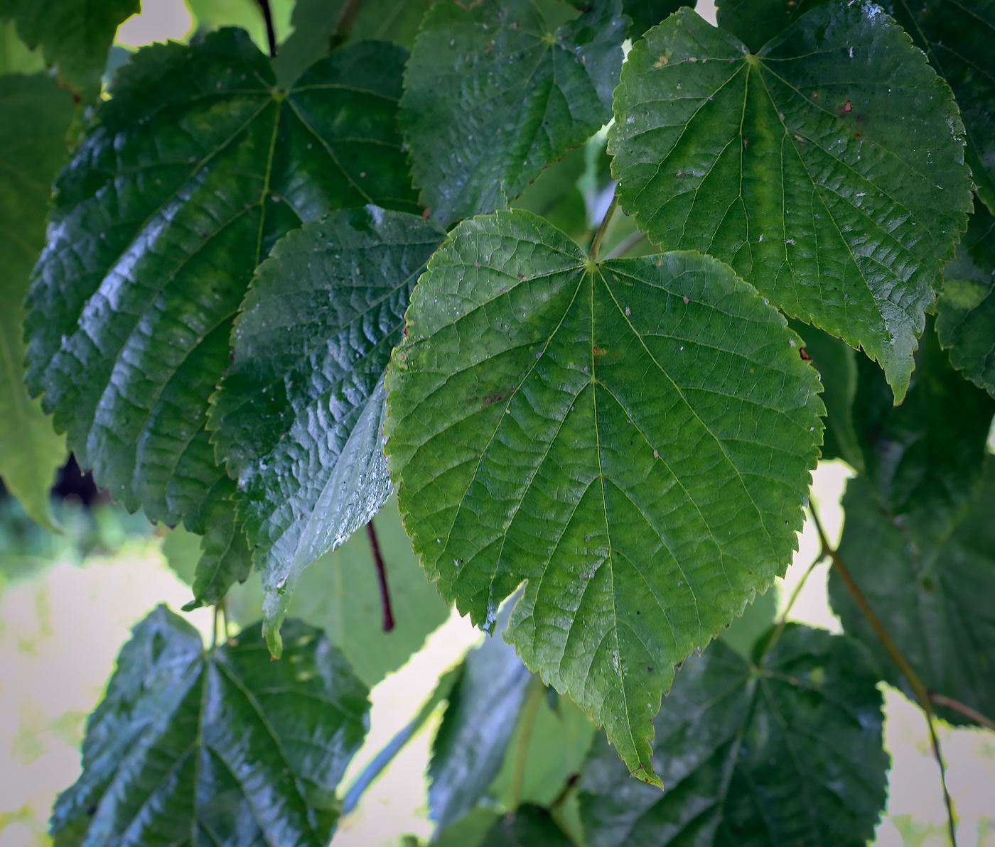 Image of Tilia platyphyllos specimen.