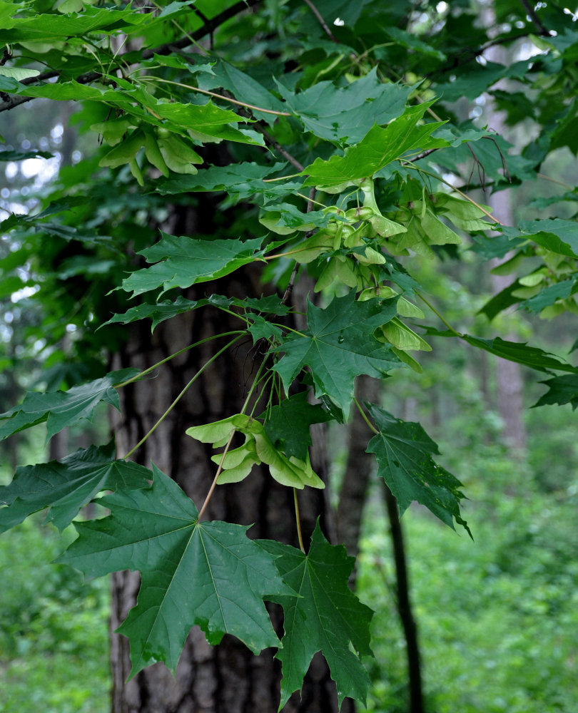 Image of Acer platanoides specimen.