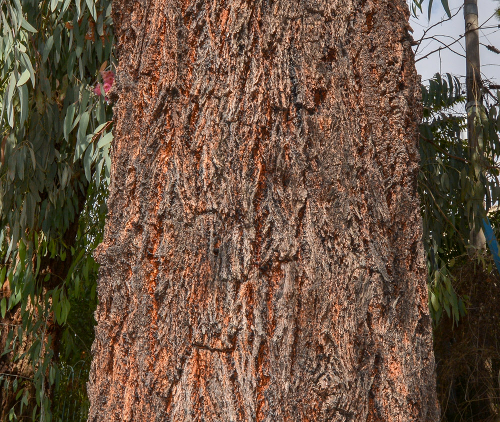 Image of Eucalyptus sideroxylon specimen.