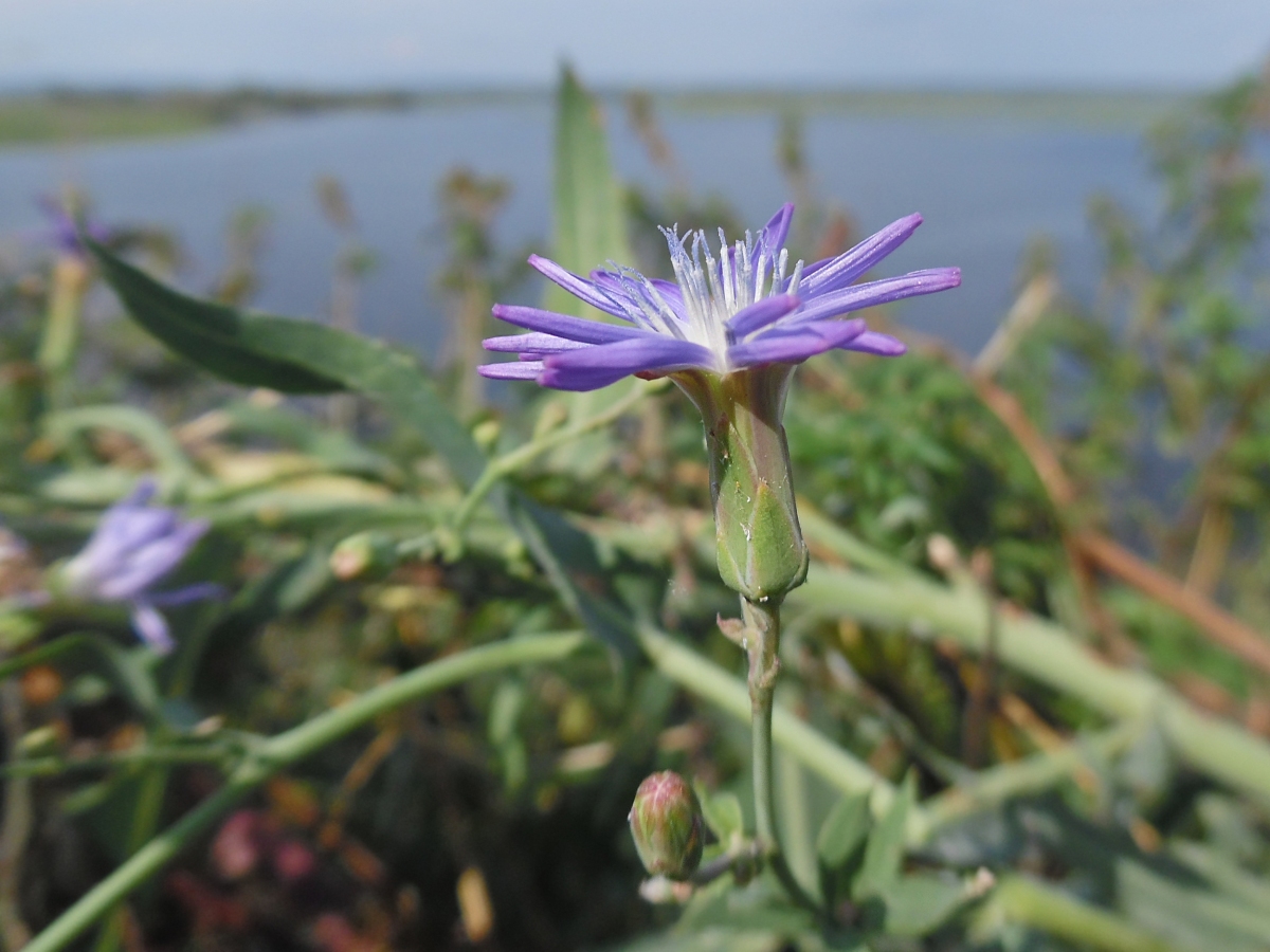 Image of Lactuca tatarica specimen.