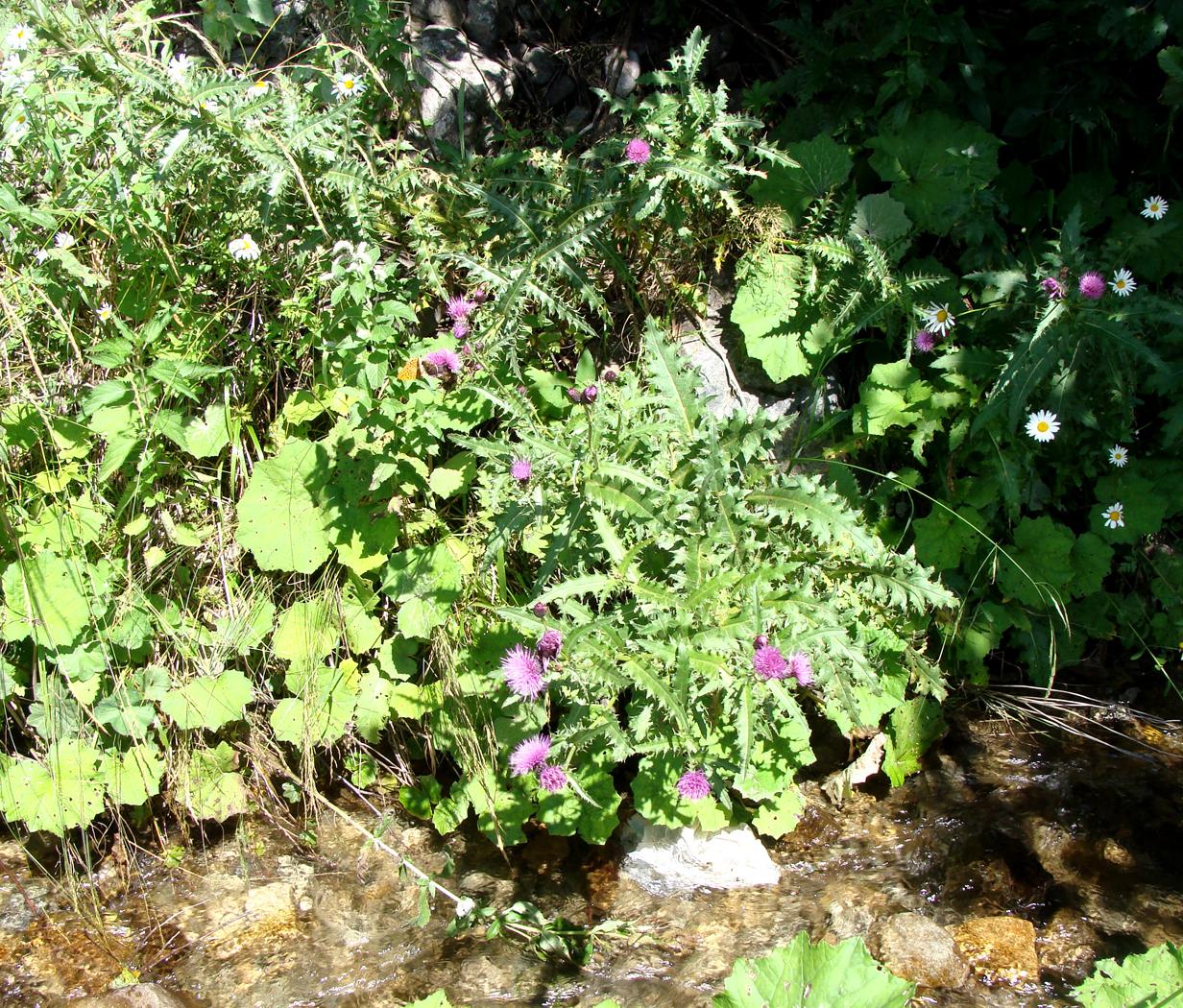 Image of genus Cirsium specimen.