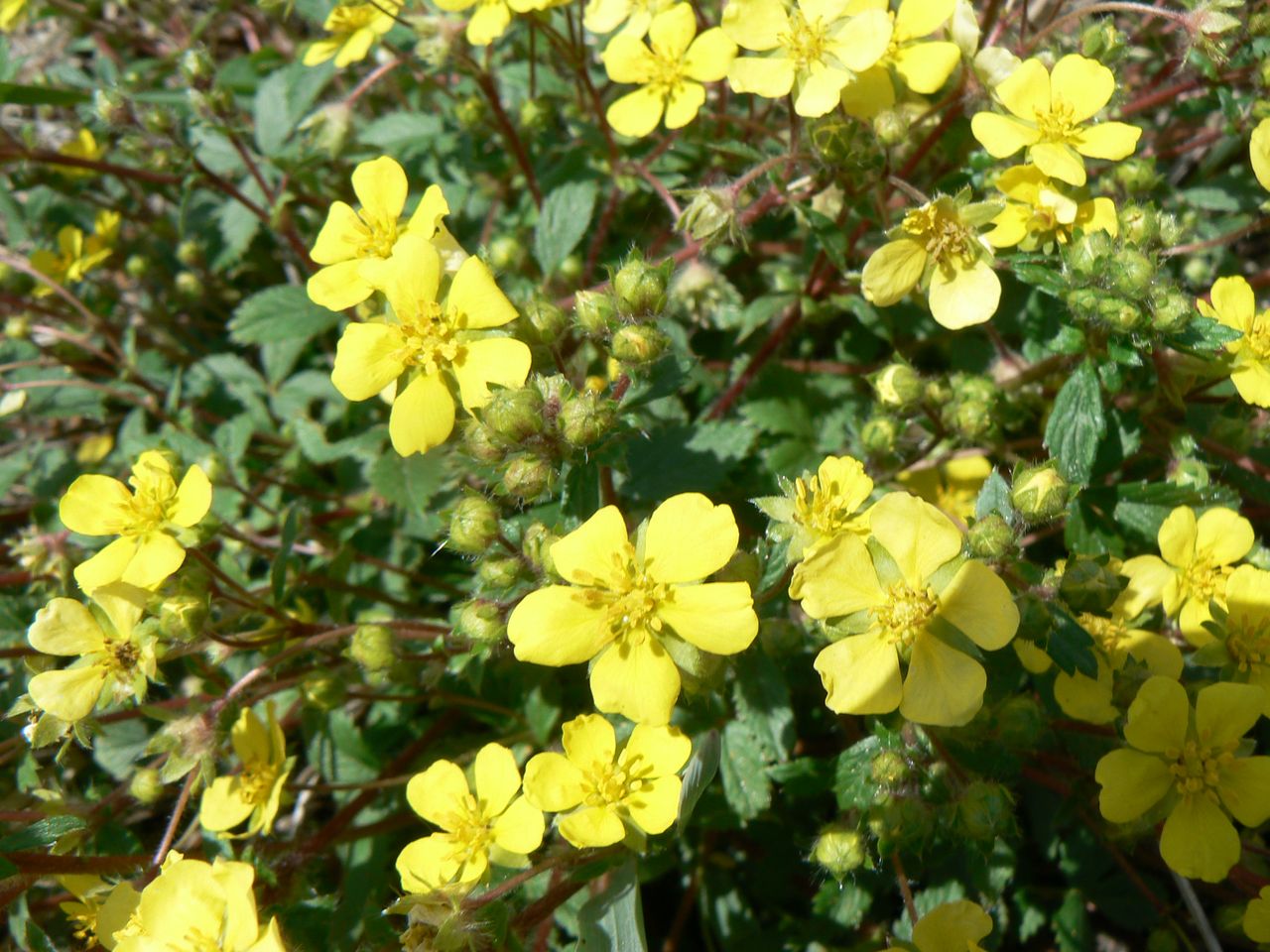 Image of genus Potentilla specimen.