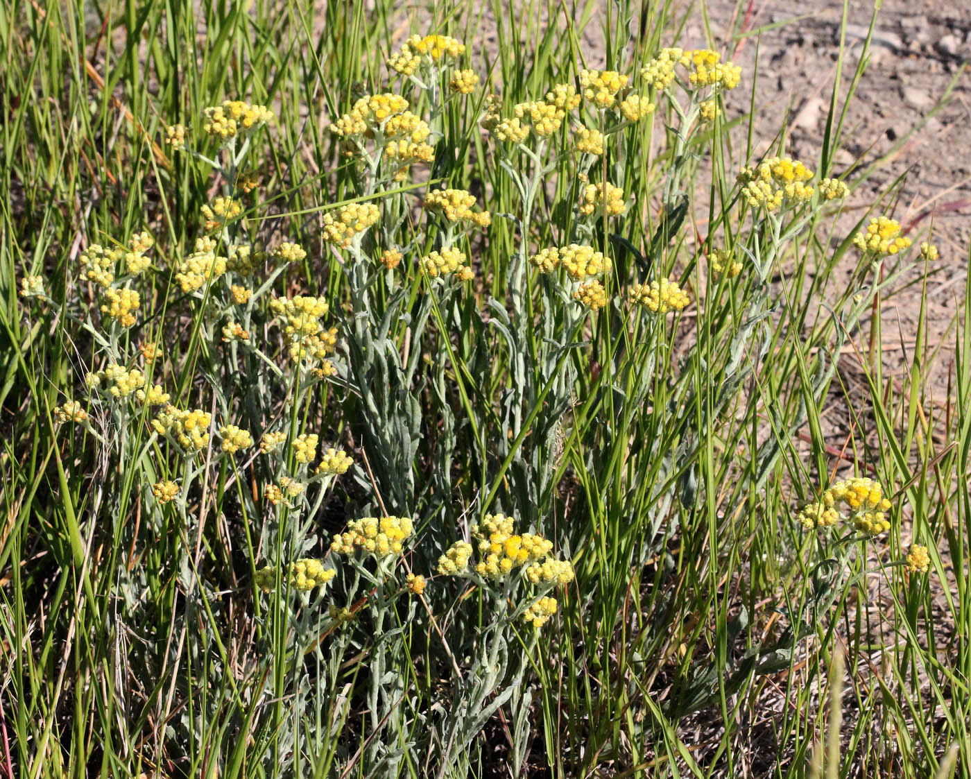 Image of Helichrysum arenarium specimen.