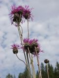 Centaurea apiculata